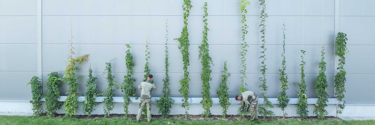 Mitarbeiter von Danner bei Arbeiten an einer Fassadenbegrünung mit Kletterpflanzen.