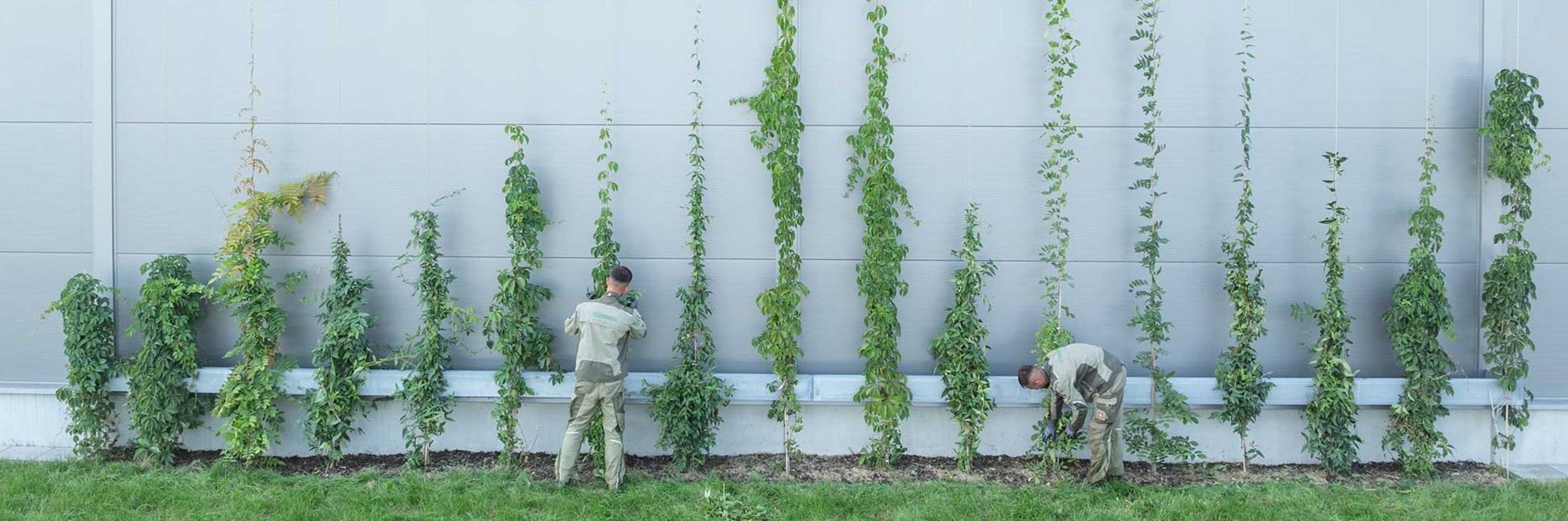Mitarbeiter von Danner bei Arbeiten an einer Fassadenbegrünung mit Kletterpflanzen.